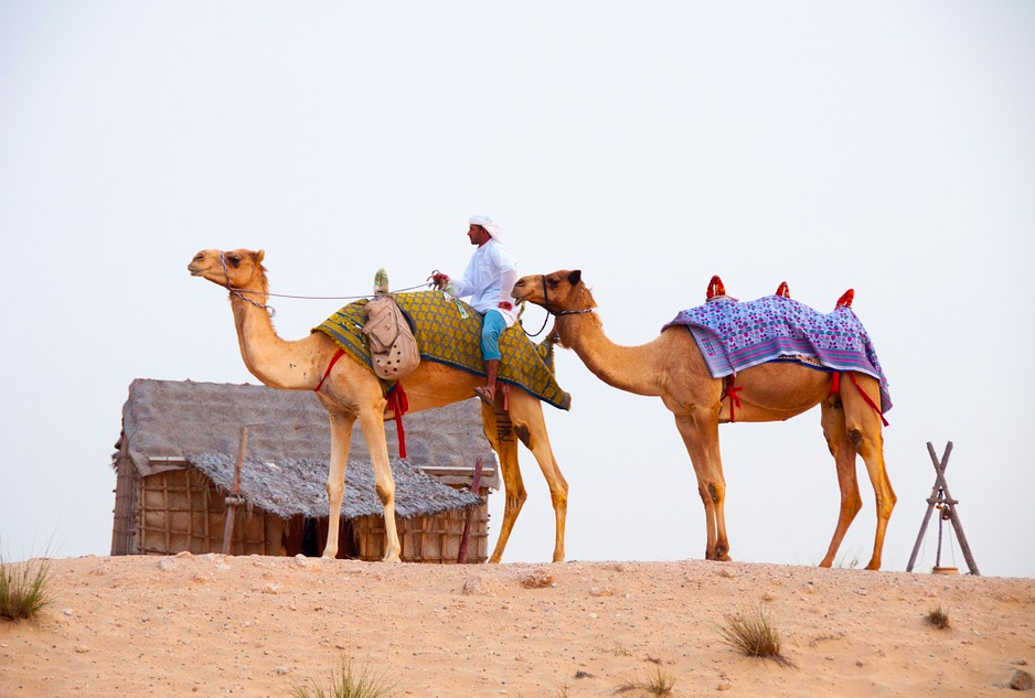 Dubai Camels, UAE