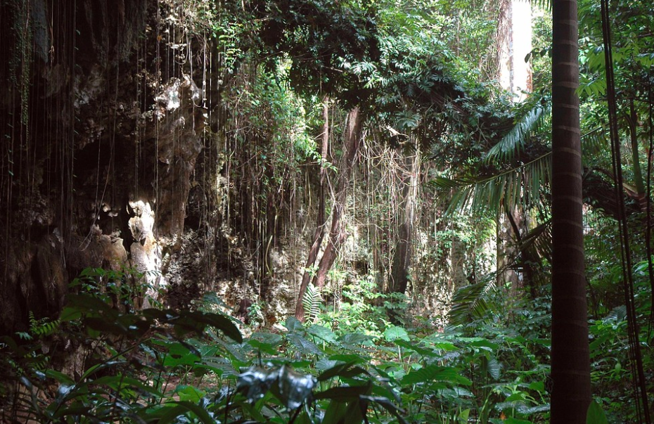 Jungle, Barbados