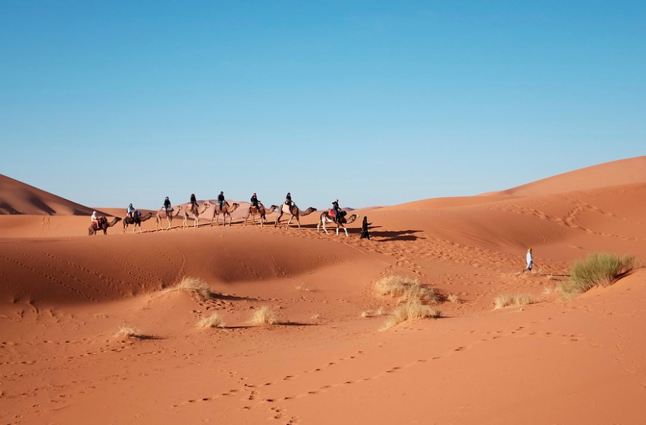 Camels in the desert