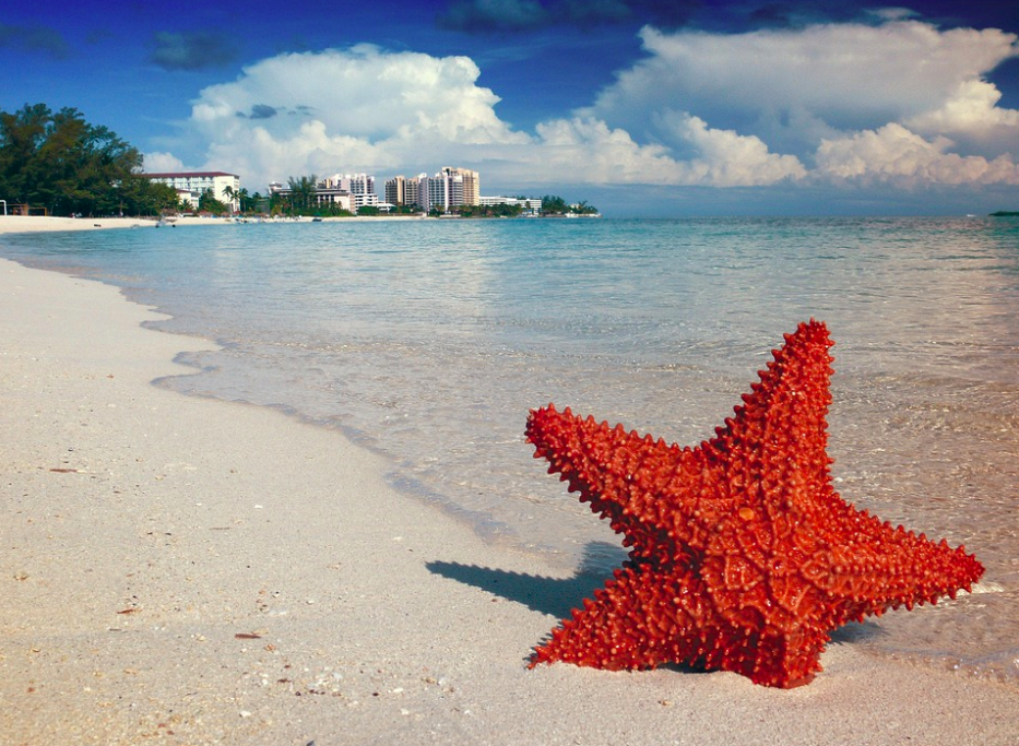 Starfish, Nassau, Bahamas