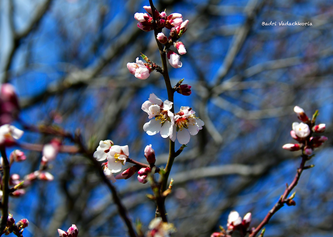 The trees are in blossoms while hills are still slightly covered with snow in Kaheti, on Berikaoba Day (14 March 2021). Credit to Badri Vadachkoria