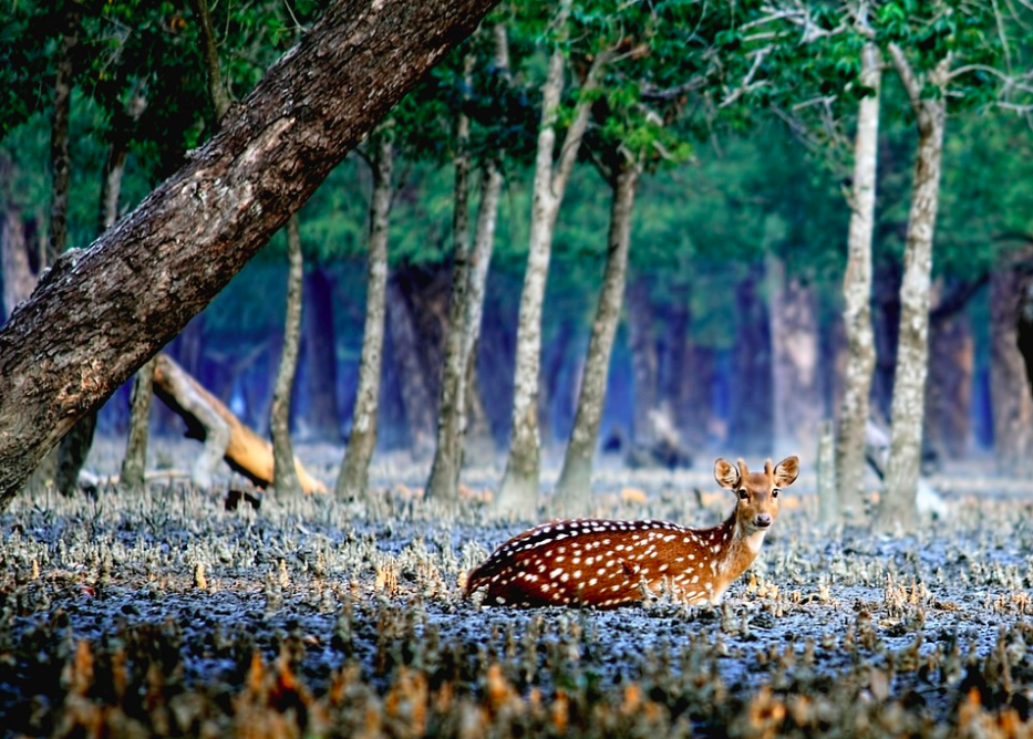 The Sundarbans forest in the coastal region of the Bay of Bengal