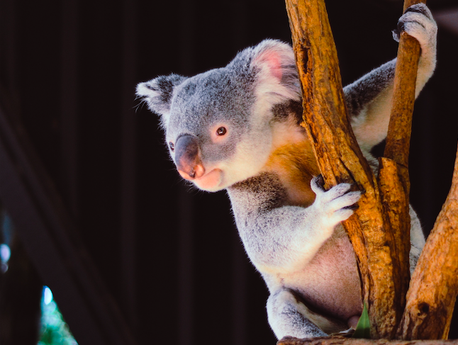 Koala