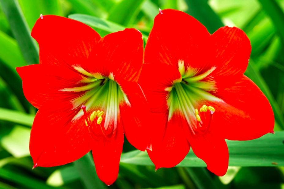 Striped Barbados Lily