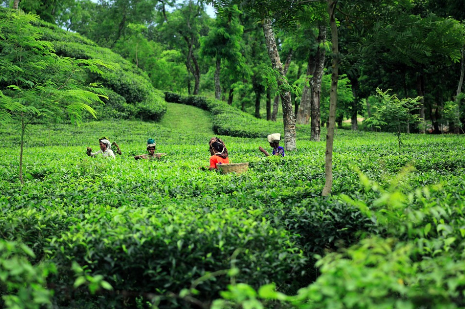 Bangladeshi tea plantation