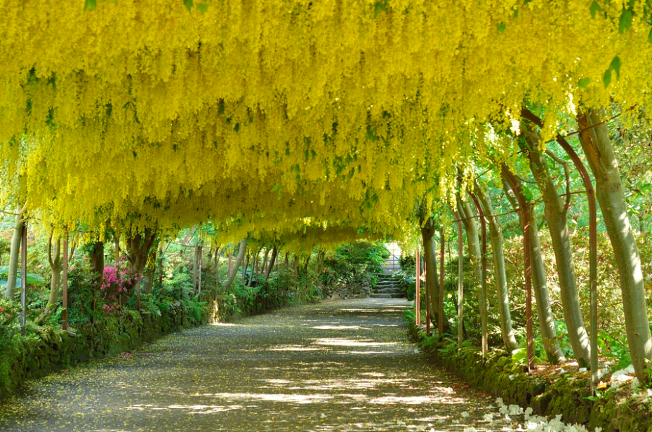 Laburnum Arch Flowers, Bodnant Gardens, Wales