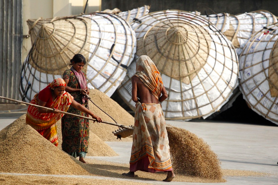 Rice workers in Bangladesh