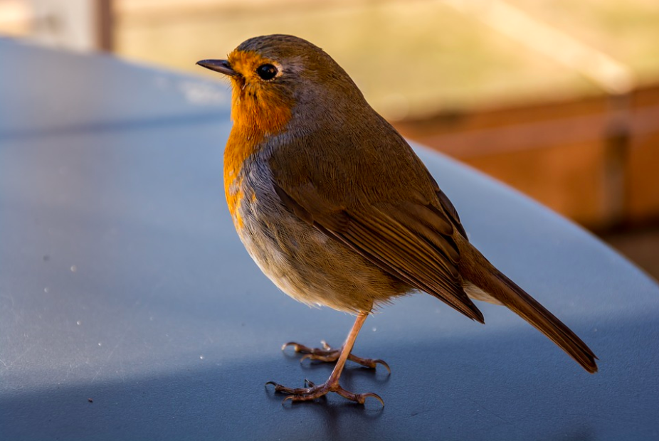 Robin, UK