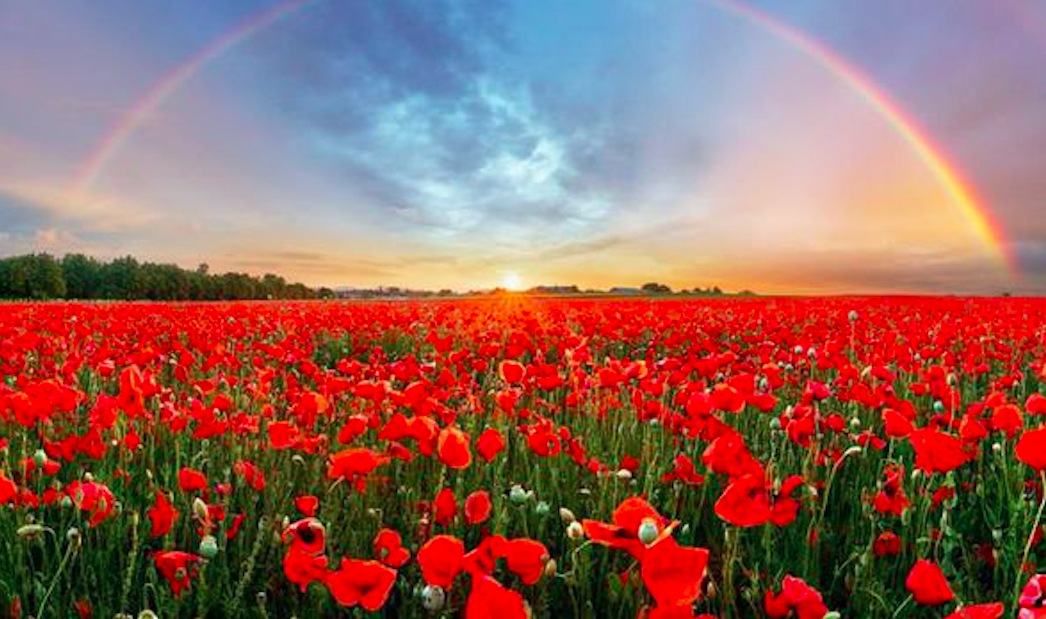 Remembrance Day 2019. Credit: The Daily Express