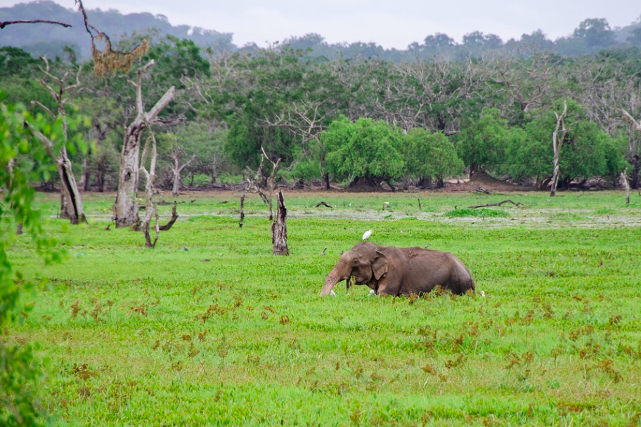 A Sri Lankan elephant carries a white bird on his head. Credit: pen_ash/Penny
