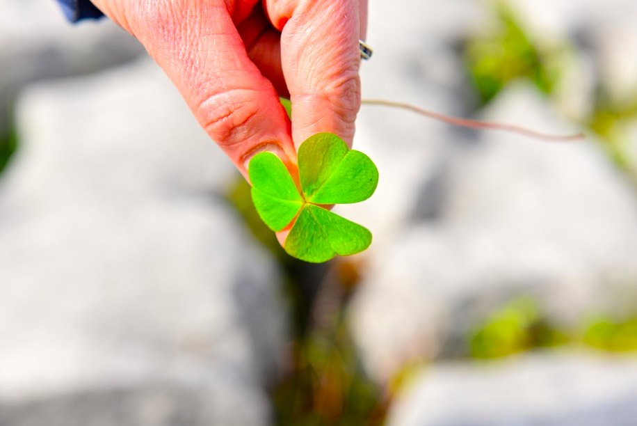 Shamrock (2017). Credit: KWHacbc