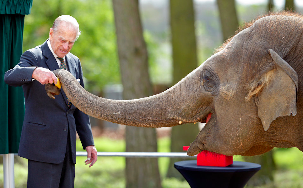 Prince Philip feeding bananas to an elephant at Whipsnade Zoo in 2017. Credit: Max Mumby/ Indigo/Getty Images