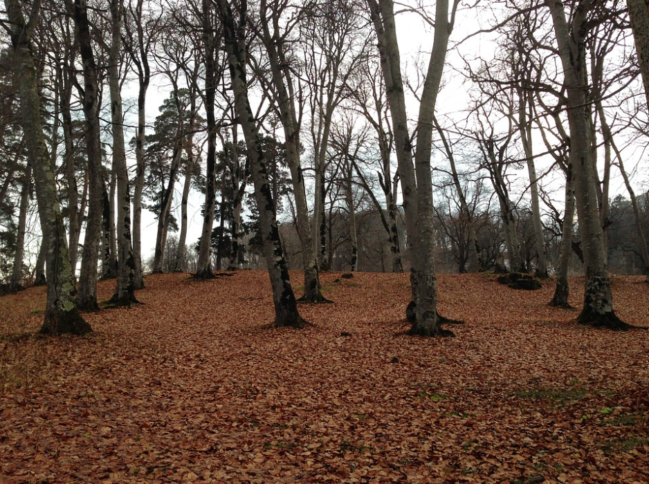 Bakuriani Park